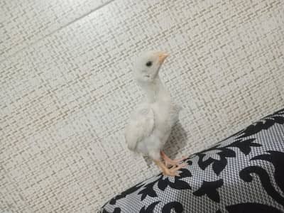 heera aseel chicks
