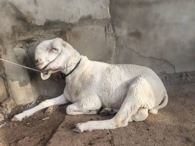 Dumba Without Chakki