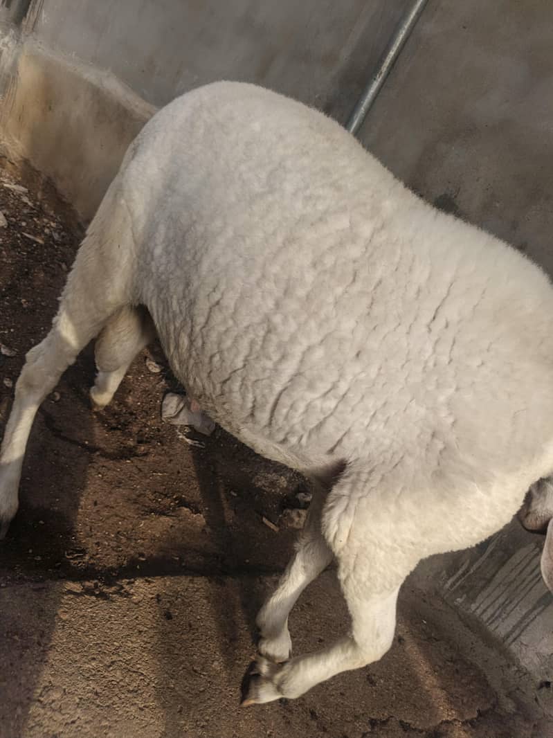 Dumba Without Chakki 4