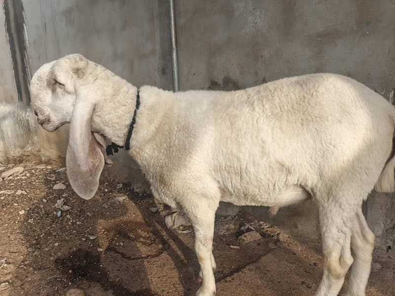 Dumba Without Chakki 5