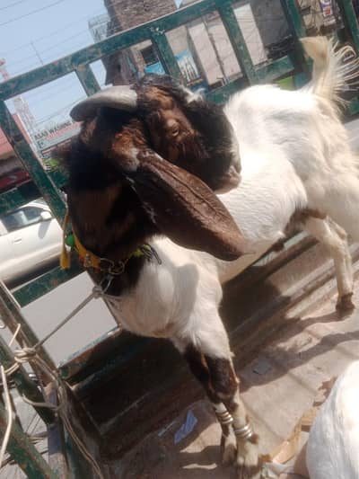 qurbani k bkry