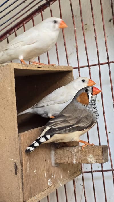 snow white finches for sell