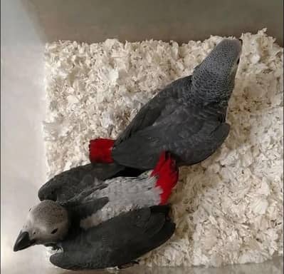 African grey parrot chik h 03301785744