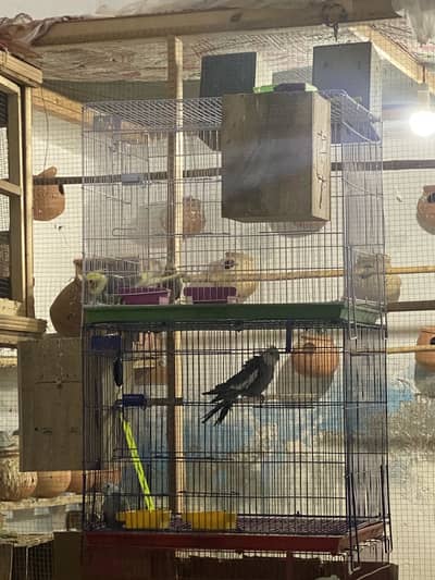 2 confirm breeder pairs of Cocatiel