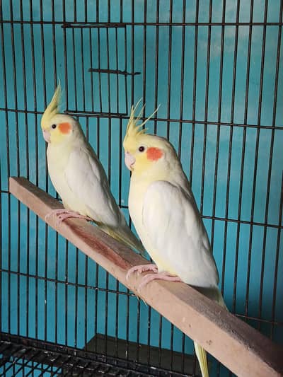 Lutino Cockatiel Pair