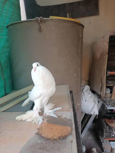 white pouter female for sale