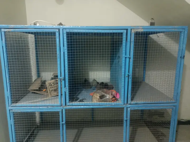 Bird Cage Pinjra — photo 6