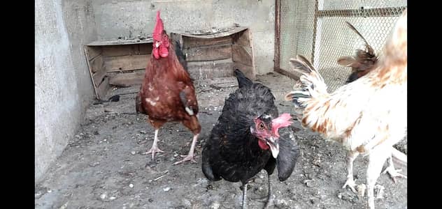 murghy for sale