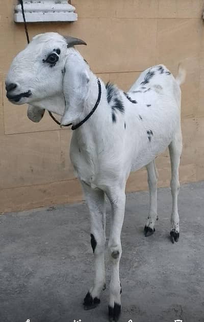 Mashallah Healthy Bakra  2 dant