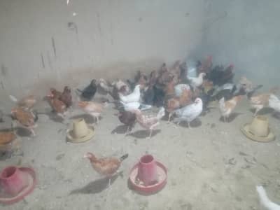 Golden misri hens