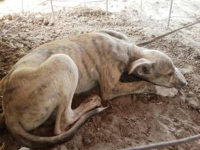 Karha dog