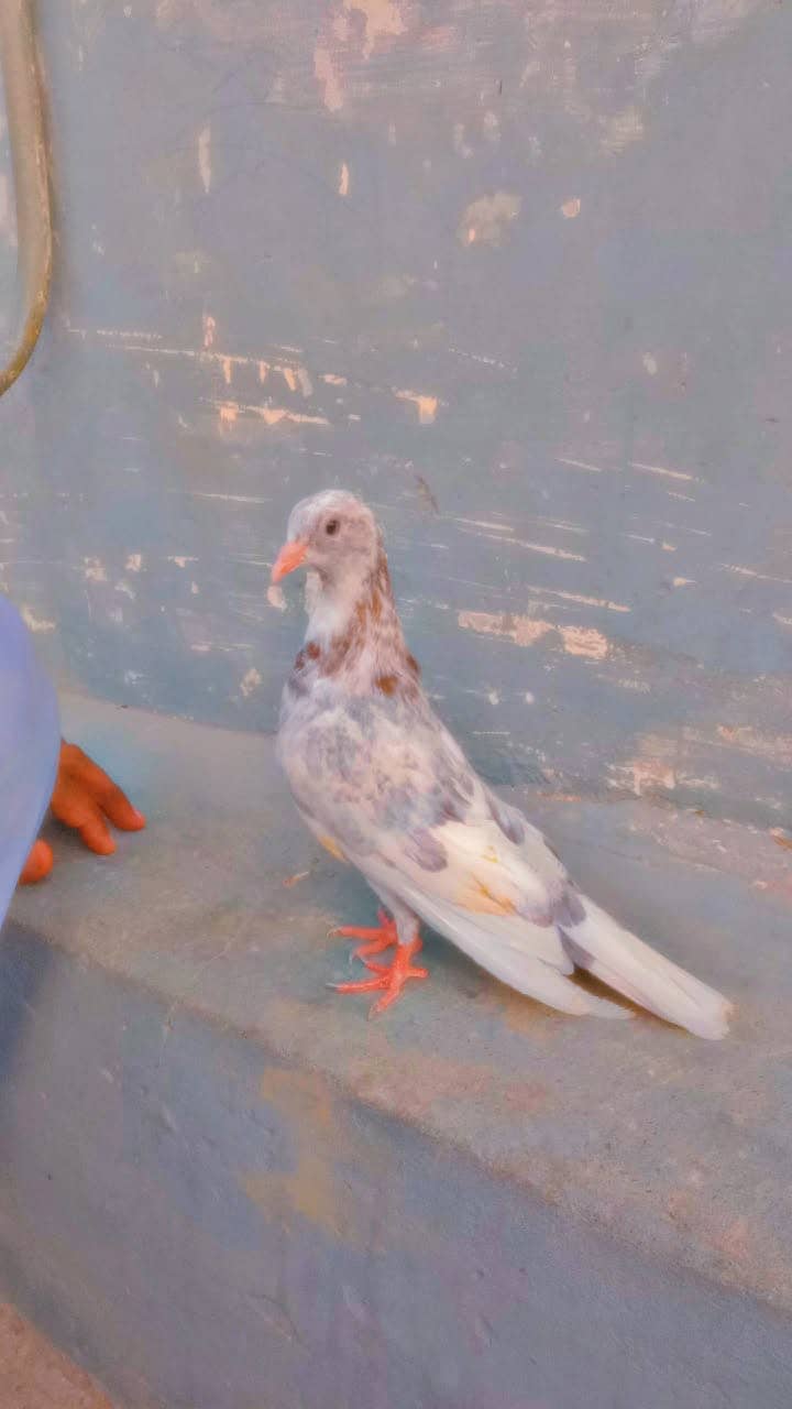 pigeon 0