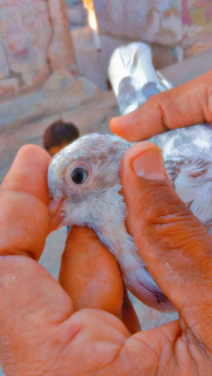pigeon 1