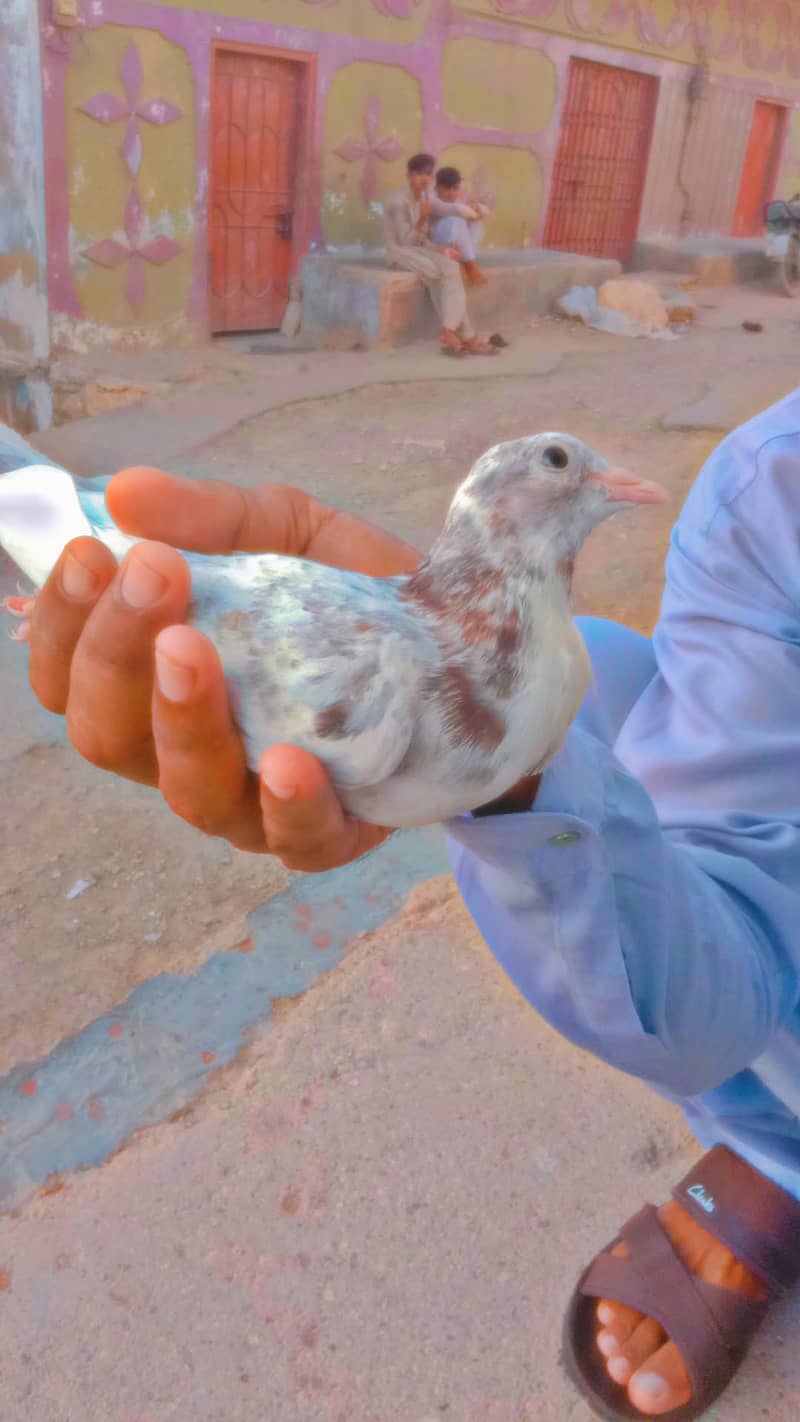 pigeon 2