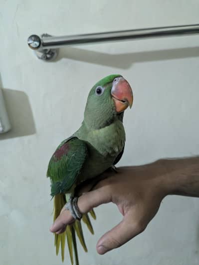 kashmiri raw parrot