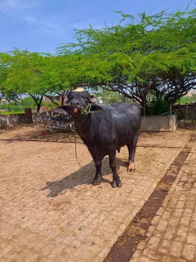 offer katta for sale