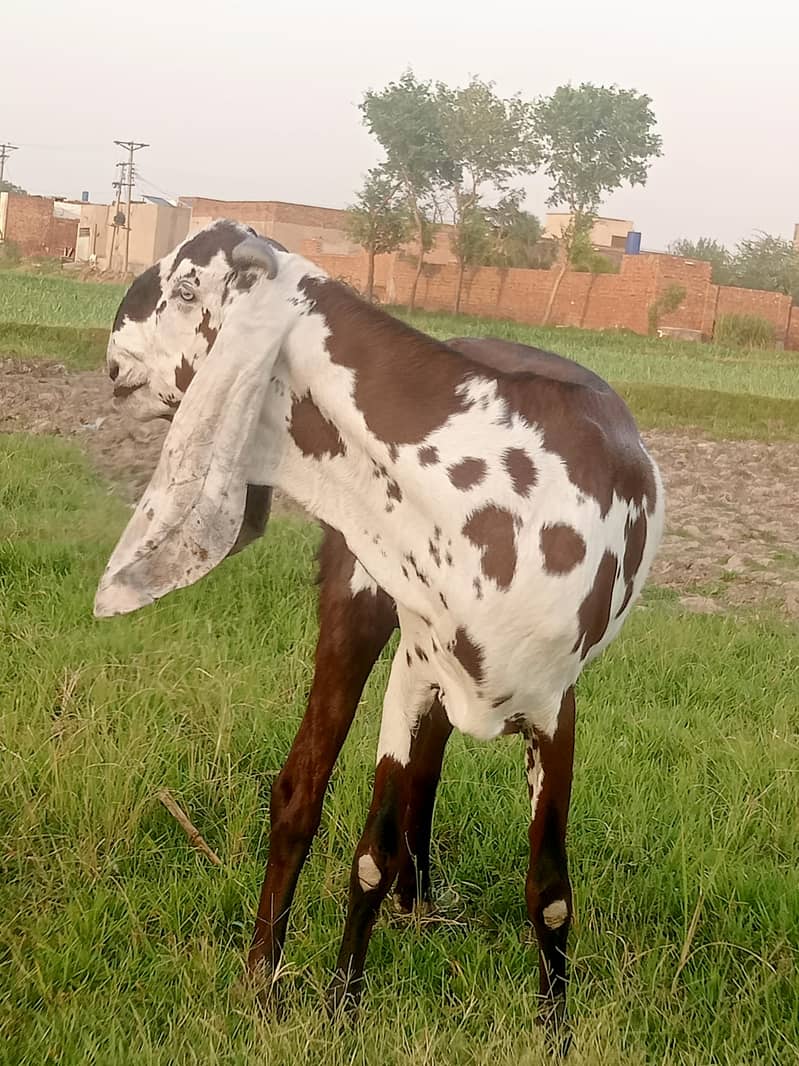 Bakra For sal . 0