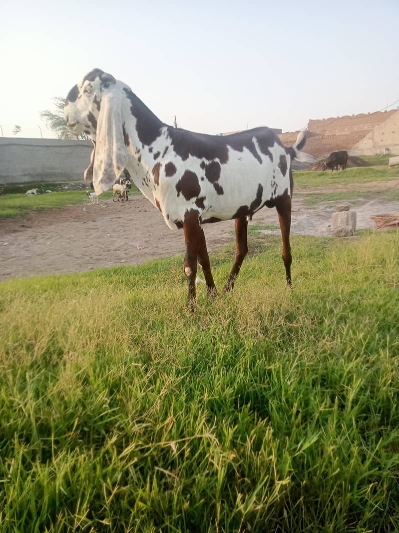 Bakra For sal . 1