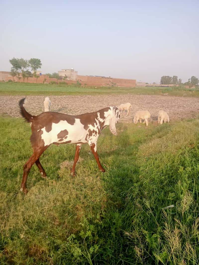 Bakra For sal . 2