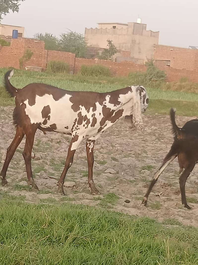 Bakra For sal . 3