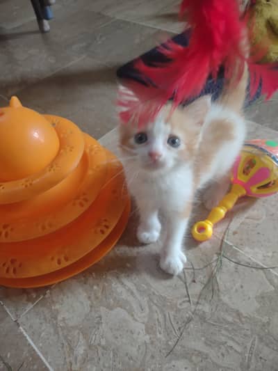kitten's for sale male 6000 female 5000