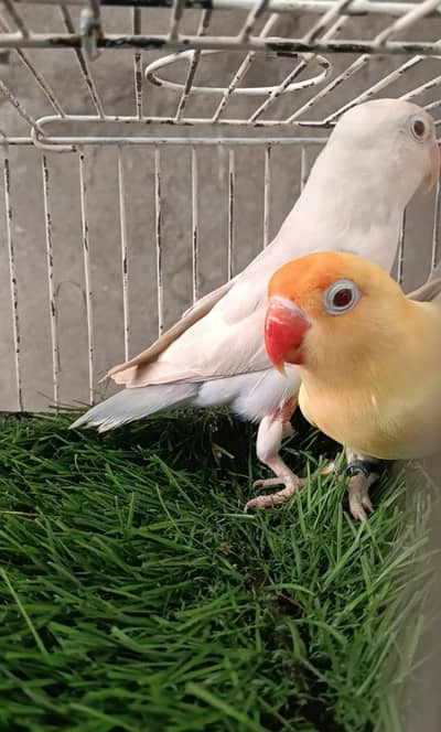 Love Birds! Palefellow! Decino! Available