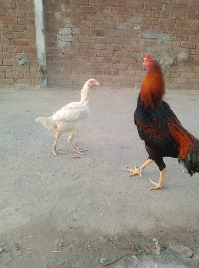 aseel thi cross male white heera female