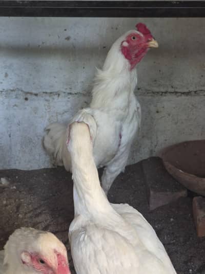 Heera Aseel Trio For Sale
