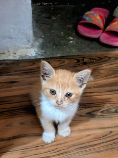 Persian Pakistani mix Free  |very playful well mannered male |