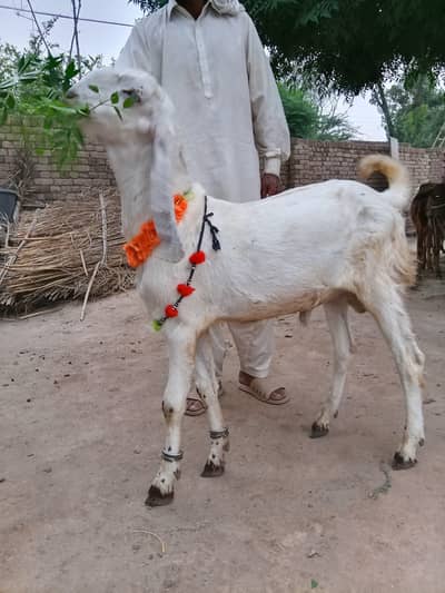 qurbani 2026