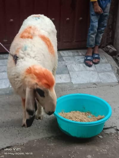 Goat White Beauty