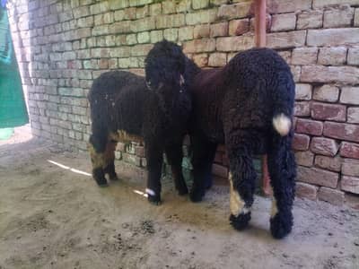 a couple of sheep