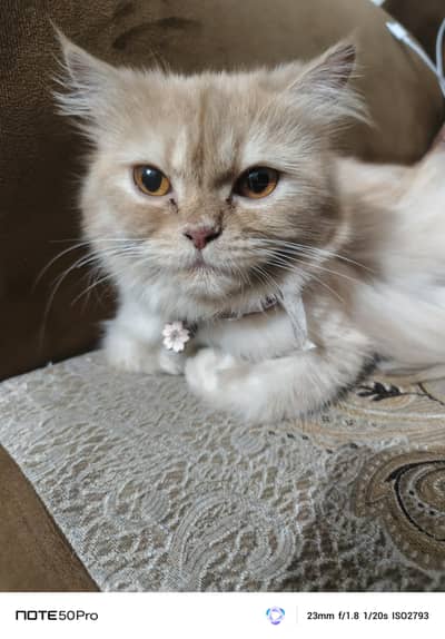 Female Persian Cat