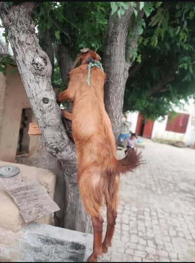 MashaAllah Qurbani Bakra For Sale