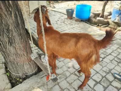 MashaAllah Qurbani Bakra For Sale
