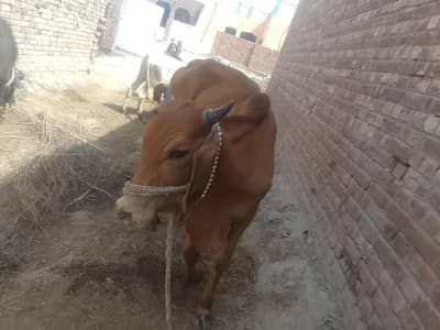 Bulls for sale Qurbani Sahiwal ki nasal 2026