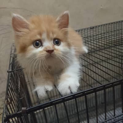 Persian kitten ginger white litter trained full healthy active