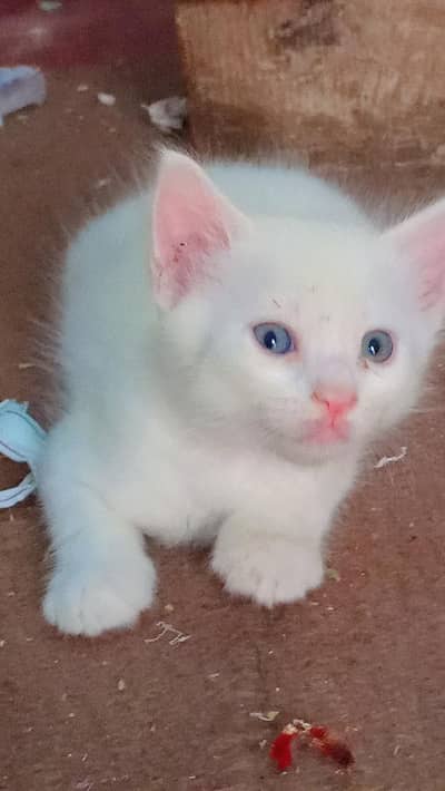 white blue eyes