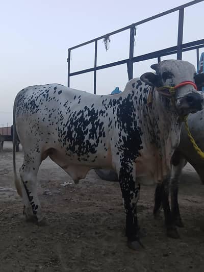 Qurbani K Janwar | Buffalo | Bull | Cow | Cholistani Bachra | بچرا