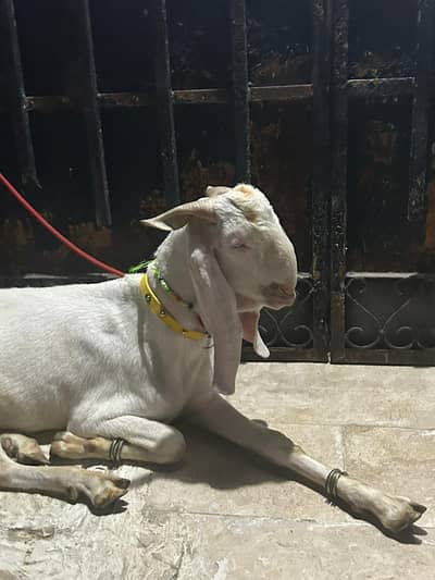 donda bakra