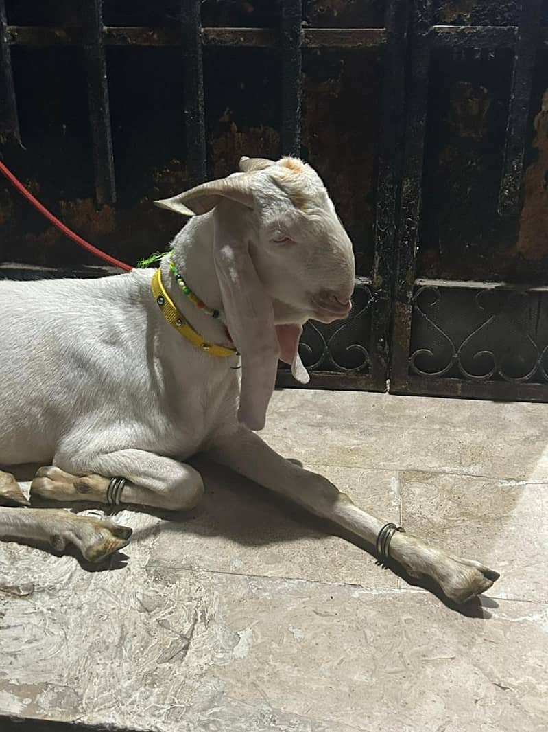donda bakra 1