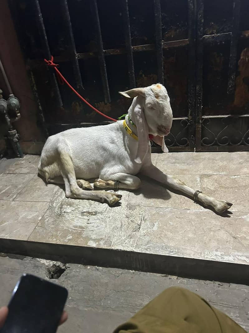 donda bakra 2