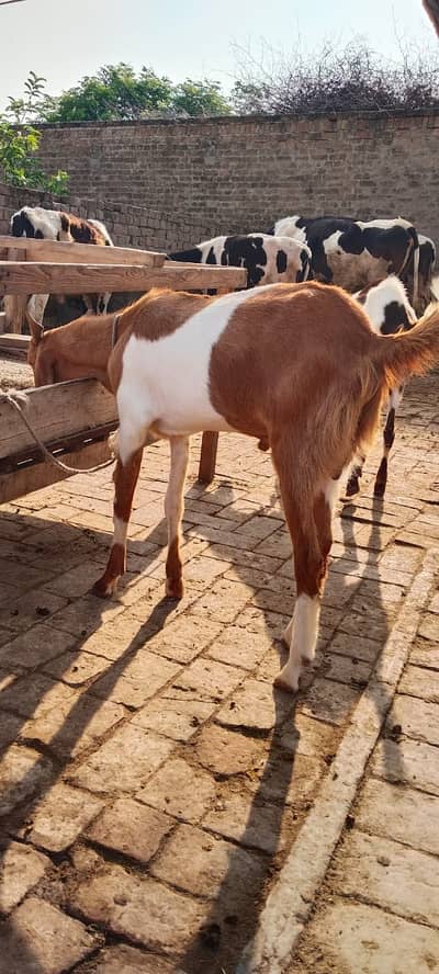 R qurbani ka bakry For sale
