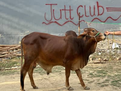 Bull | Bchra | Wcha | Cholistani Bchra | Qurbani bchra For Sale