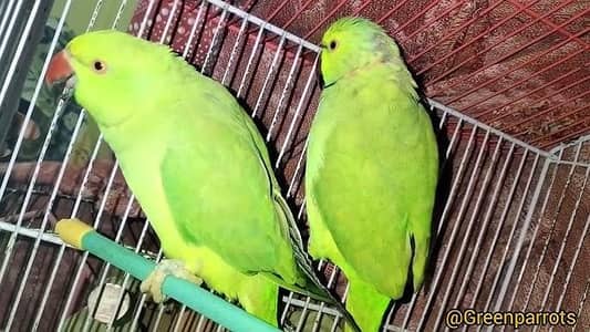 Green ringnecks , kathey, kashmir breeder pair with chicks