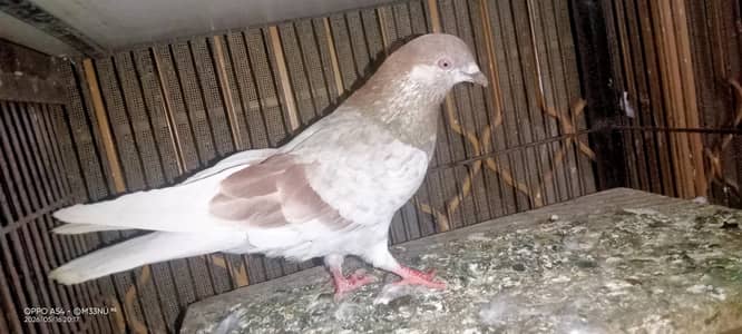 Lakha male for sale