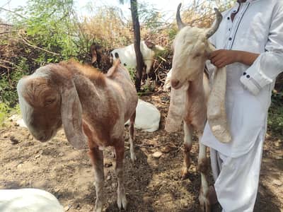2 daant Red color Bakra Teddy breed aur | Pakka khira 11-12 month age