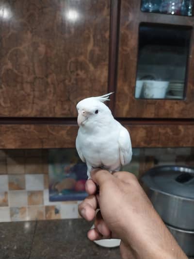 cocktails parrot 