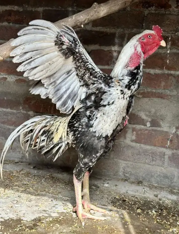 breeder — photo 4