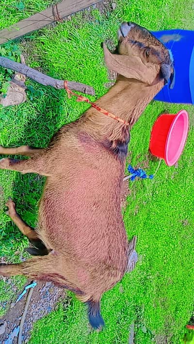 Goat for Qurbani